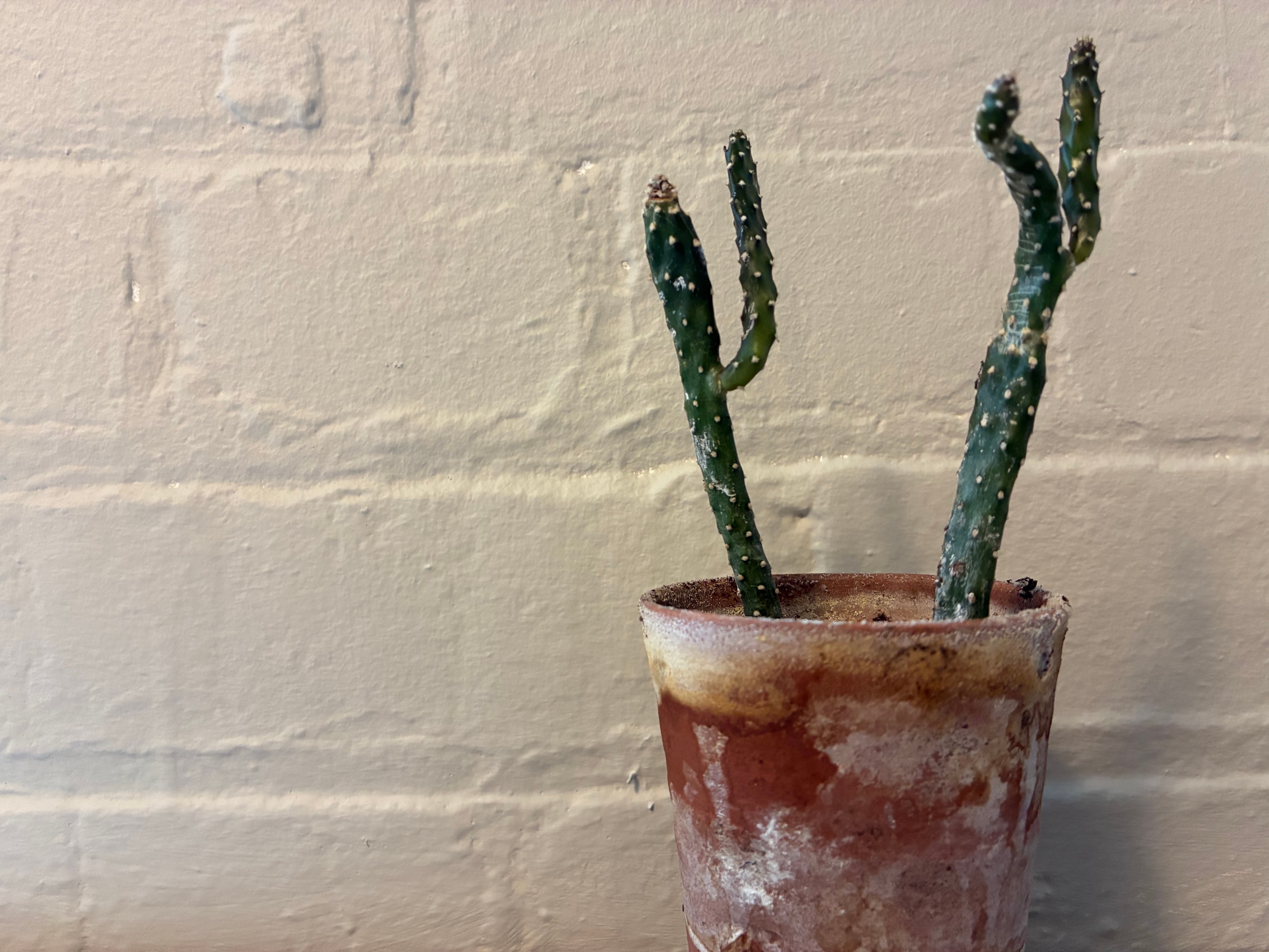 A cactus in a terracotta pot against a white brick wall