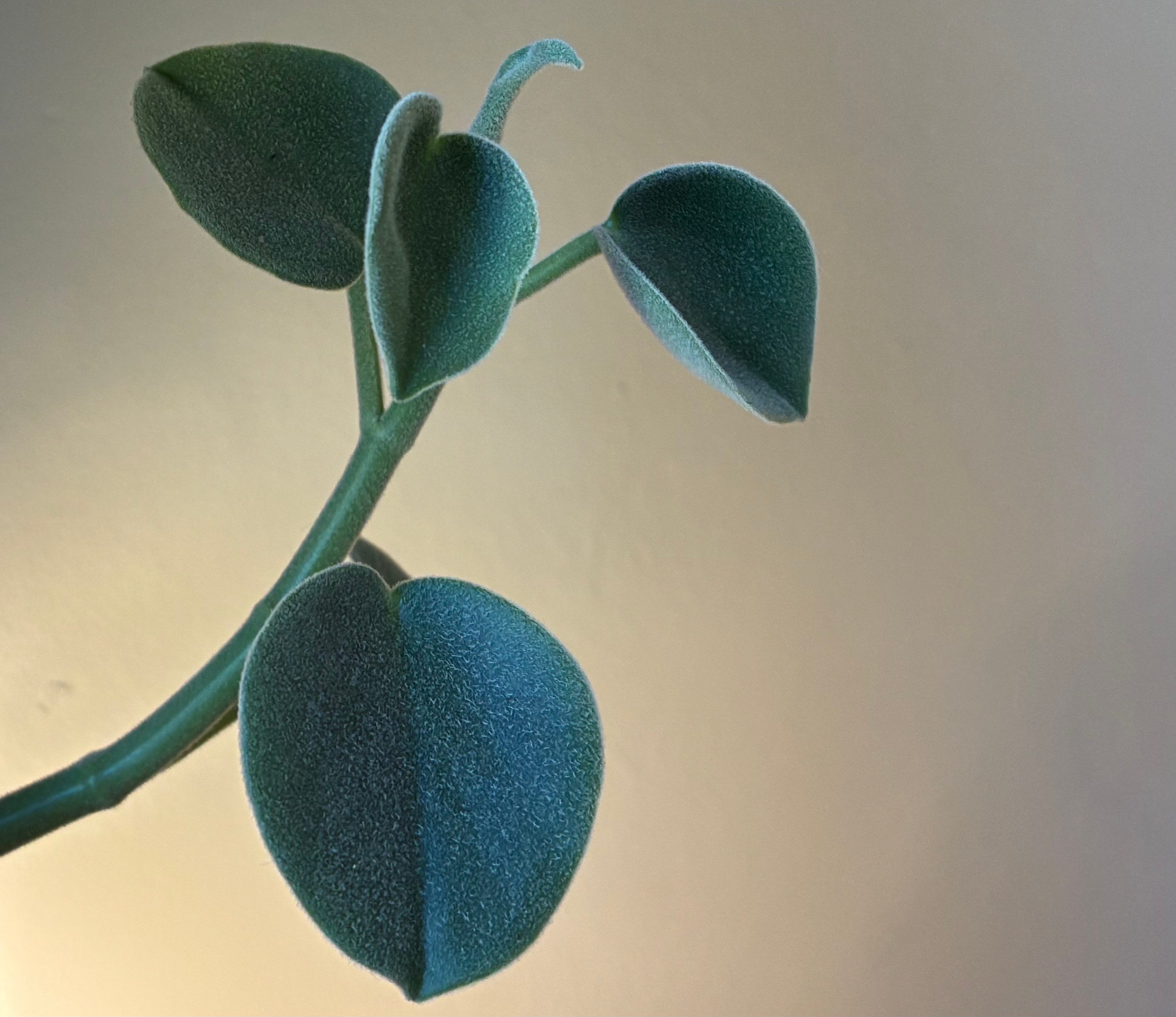 Close-up of soft green leaves in warm light
